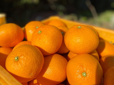 The citrus【Beni AMANATSU】紅甘夏 約4.5kg