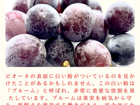 秋田県産 ピオーネ 2パック 葡萄 ぶどう  種なし 甘い 皮ごと食べられる 高級フルーツ ギフト 贈答 家庭用 人気 旬の葡萄 高級フルーツ 送料無料 ギフト 贈答 家庭用 敬老の日