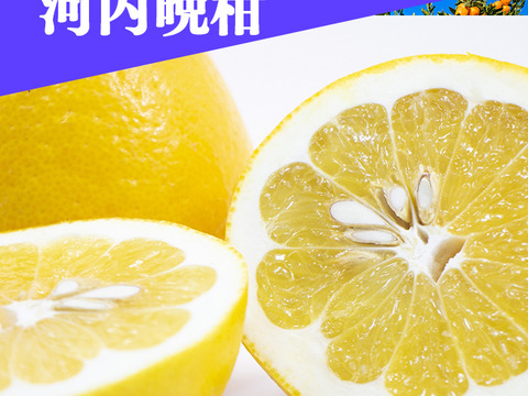 【訳あり】河内晩柑スパークリング340ml×6本