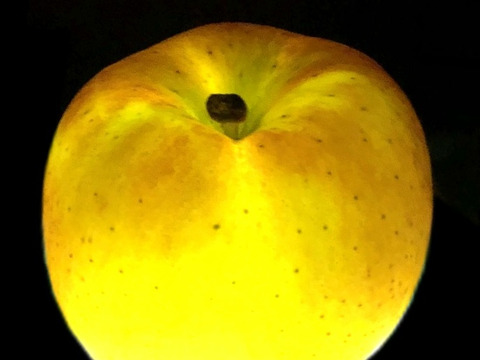 「話題の こうとく !! 」【家庭用】約2.7Kg青森県産 数量限定 高徳 りんご 『話題のリンゴはここみつけたら即買いをお勧めします!!』 林檎 apple