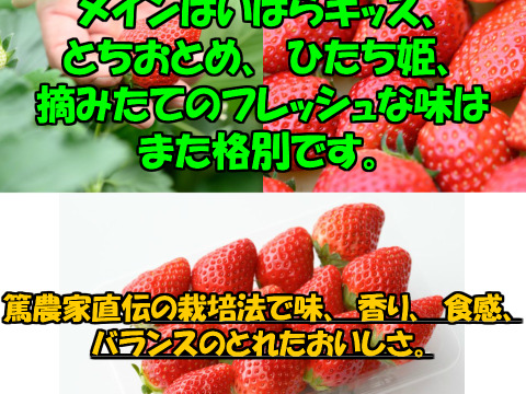 【食べ比べ】茨城県産いちご ４パック×１箱【いばらキッス・とちおとめ】
