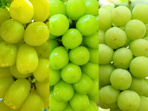 【贈り物に】白の極み – 贅沢な白ぶどう食べ比べ3種