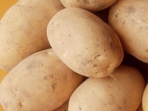 フランスから上陸！シンシア 500g(2-5個程度)【新じゃが】