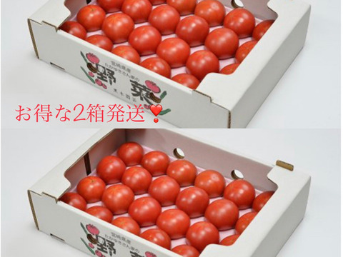 まとめ買い♪旨み凝縮！！濃厚トマト、黒木園芸のセレブスイート1ｋｇ（12~24玉×2箱