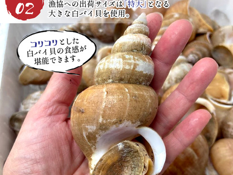 【夏の風物詩】白バイ貝すぐに食べれる刺身の4個セット。島根県沖で獲れた新鮮な白バイ貝を解凍だけの簡単調理。