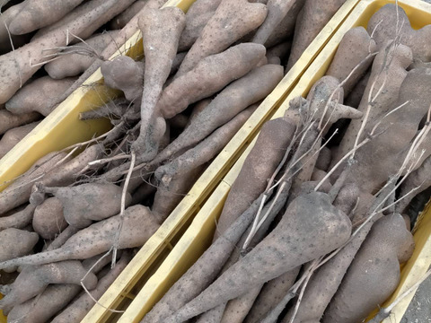 【鳥取県産】とっくり芋 1.5kg前後 山芋 ねばり そば とろろ
