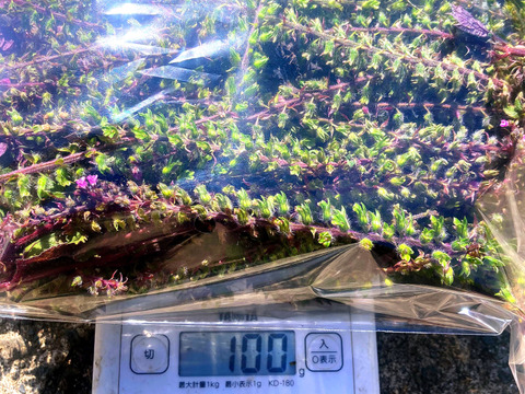 大分県産赤紫蘇の穂　200g 芳香裏紫蘇　穂紫蘇　紫蘇の実