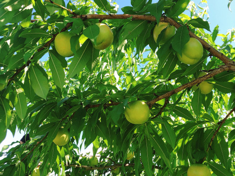 極甘！とれたてネク桃・ハネージュA品（約1㎏）
