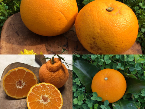 少しずつ試したい方へ!ねこ農園の小さな不知火&八朔&紅はっさく(3kg)