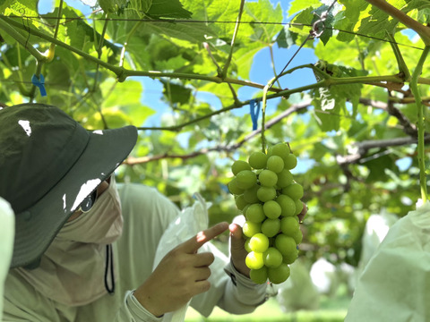 ハリ艶！シャインマスカット2kg【長野産】【9月中旬頃〜順に発送】