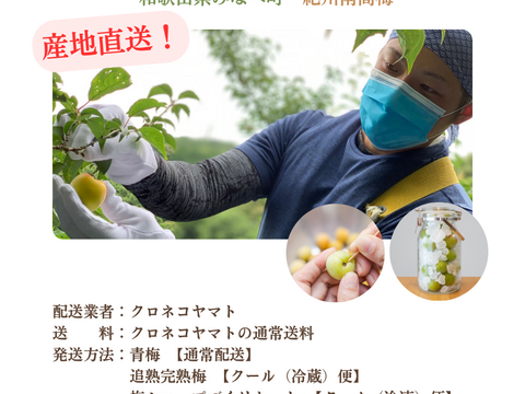 【予約販売】爽やかな酸味とフレッシュな香りの南高梅（青梅）｜梅シロップ・梅酒におすすめ｜2Lサイズ以上｜優品相当（B級）3kg｜やまと農園（和歌山県みなべ町）