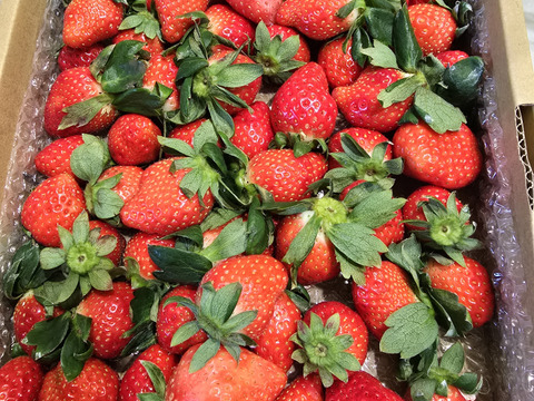 ⑤真心農園  あまりん  バラ詰め870g×１箱（粒の大きさ・果形 混在）TCAMBR1B