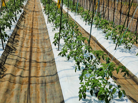 おいしさと環境配慮のハーモニ―『The夏秋とまと』(夏/青-ピンク/A品/4キロ前後)