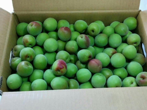 【特別栽培】紀州南高梅　青梅（訳あり）3kg