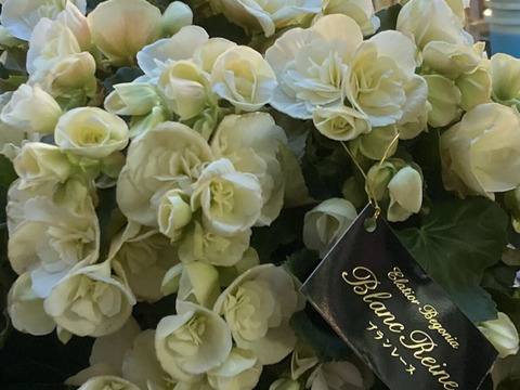 【最優秀賞】エレガントなパールカラーはどんなシーンにも似合います。エラチオールベゴニア【ブランレーヌ】５寸