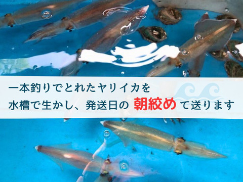朝絞め!甘みと品があるヤリイカ 2kg 玄界灘 一本釣り