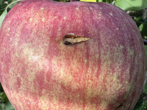 【初出品 青森県産サンふじ🍎】
家庭用 約１０kg

🔥先着100セット限定

まずは当園の味を知ってほしい！特別価格でご提供します！
