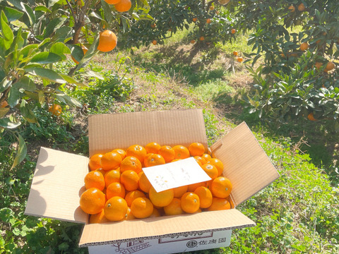 滑らかな舌触り！あふれる果汁！糖度だけでは測れない深い甘みとコク！匠の技が光る『頑固みかん』Mサイズ、5kg