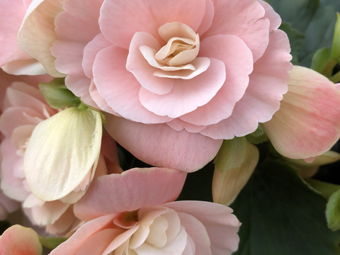 【贈答用】ハイセンスなピギーピンクは希少！エラチオールベゴニア【ビノスソフトピンク】５寸