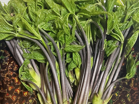 【期間限定・朝採れ直送】天然こしあぶら 岩手県産 山菜 生 100g｜春の味覚