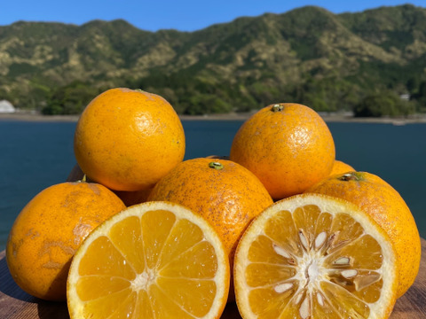 箱込み6kg 自然栽培の紅河内晩柑（ジューシーオレンジ）栽培期間中に農薬、化学肥料不使用　【熊本県天草特産】