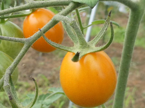 彩り豊かなこく旨カラフルミニトマト　１ｋｇ（５～７品種入）