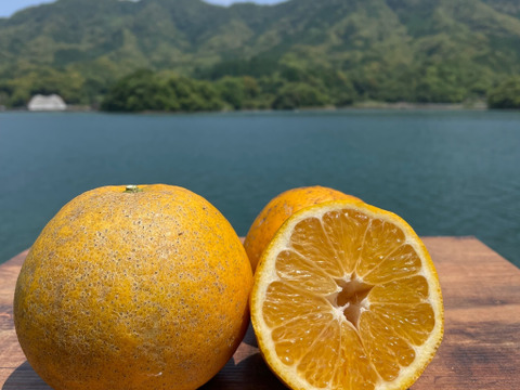【夜市限定】樹なり柑橘食べ比べセット（紅河内晩柑・甘夏）箱込み4kg