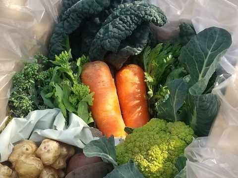 【ご予約受付中】地域循環！季節の野菜詰め合わせ（固定種・農薬不使用）※簡易包装タイプ