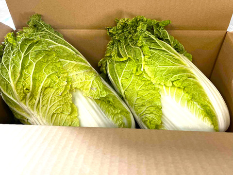 今期最終　有機肥料で納豆菌栽培　食べきりサイズの少し訳あり白菜12個入り