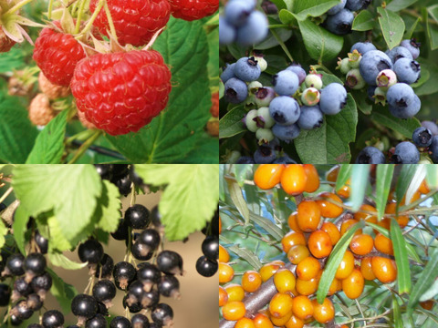 ベリー専門農家発！可愛い北の小果実‼北海道十勝産冷凍ベリー【4種詰合せ】各500g