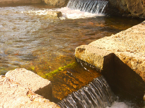 【令和7年産・新米】栽培期間中農薬不使用【亀の尾】白米・4kg　あっさりとした上品な味わい　こぴっと米