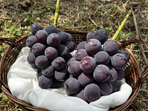 甘くて美味しい！岡山県産ニューピオーネ　2k箱（クール便）