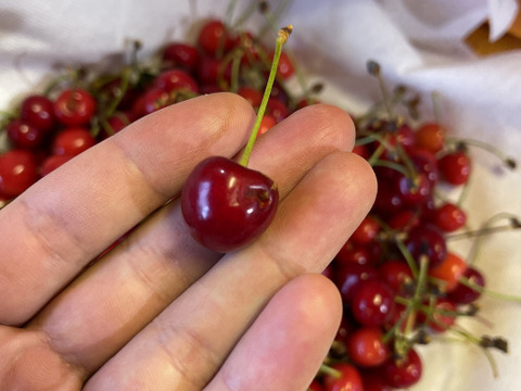 旬の果実🍒さくらんぼ　紅さやか　訳あり加工推奨品　1キロ以上