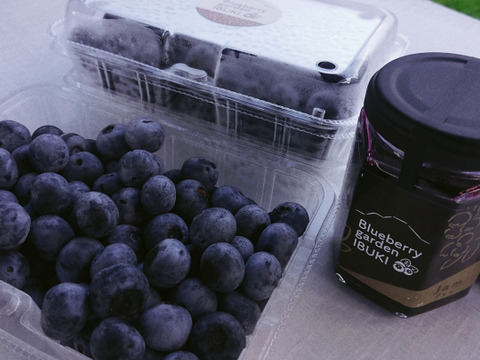 【びっくりする美味しさ】今が旬の樹上完熟ブルーベリー３００ｇ。