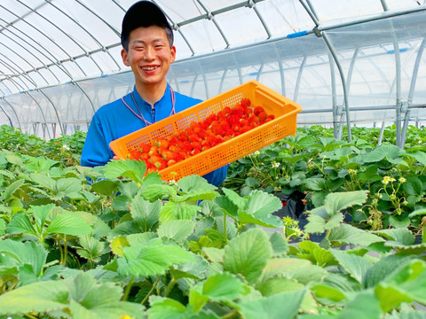 【食べ比べ】紅ほっぺ＆ほしうらら　お届け　JGAP認証【第10回茨城いちごグランプリ大賞】