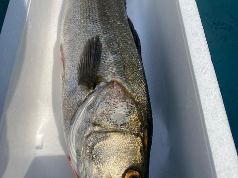 天然マダカ【車海老を食べて育ちました】