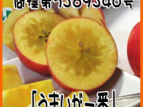 数量限定　くだもの中屋のパイナップルりんご　お徳用小玉