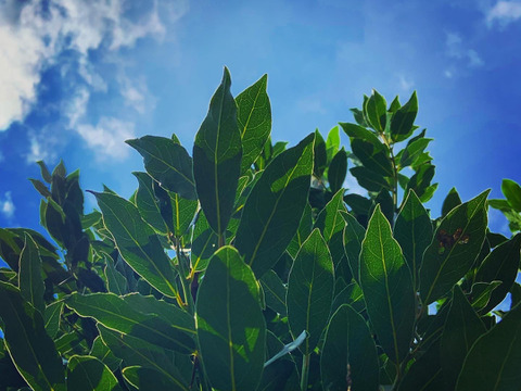 自然のかおり豊かな《月桂樹茶》１ｇｘ５ｐ