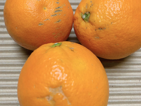 訳あり３Ｋ＊食べ切りサイズのブラッドオレンジ・タロッコ