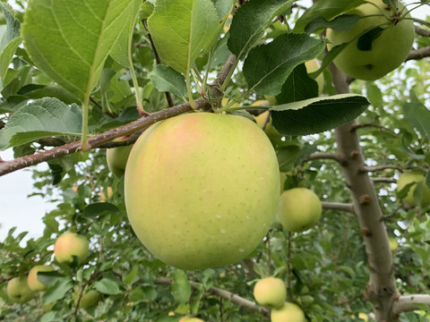 黄色くて甘いりんご‼パリパリサクサク『トキ』（9－10個）