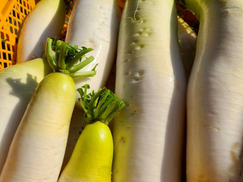 じんわ〜り染みる！冬の濃厚とろ甘大根　おまかせミックス（混合サイズ）5本セット