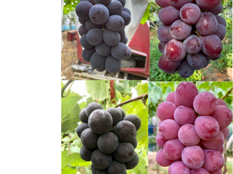 【数量限定】希少品種4種詰合せ 富士の輝&オーロラブラック&クイーンニーナ&1品種(合計約2.0kg) 秀品ランク 岡山県産(熨斗対応可)