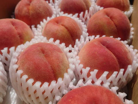 食べ応え満足！　秋田では今が旬の「川中島白桃」　3㎏(9～12玉)　ご家庭用【クール便】