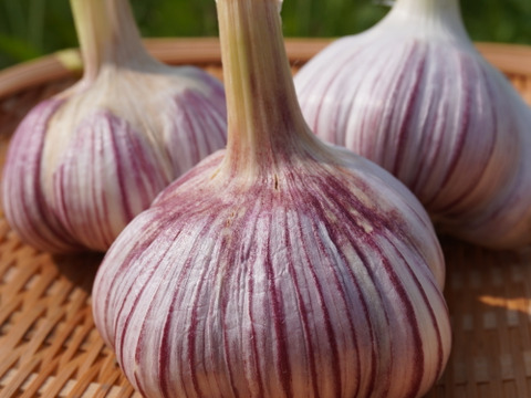 【小さめ ピンク バラにんにく】400g  北海道産 北海道在来種 農薬不使用自家栽培にんにく