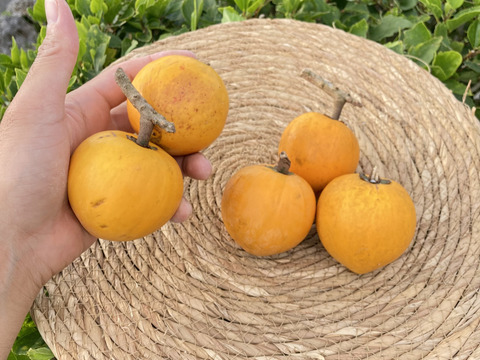 【限定割引！】沖縄産カニステル5個入りセット❗️(3月14日までのご注文)