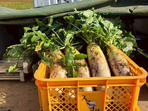じんわ〜り染みる！冬の濃厚とろ甘大根 約4.8kg（農薬・化学肥料・除草剤・防虫剤不使用）