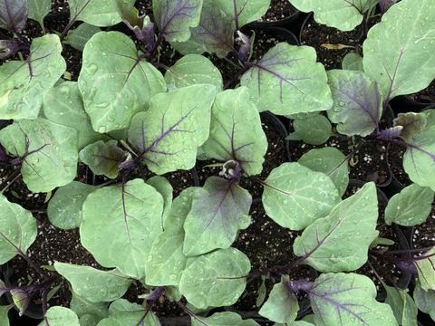 新鮮！旬の野菜セット【Lサイズ : 約7～8kg】【15品目】農薬・化学肥料不使用