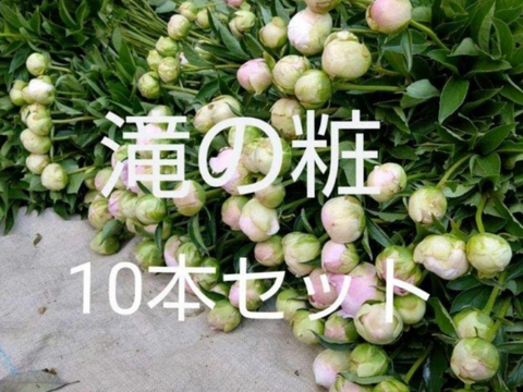 【日付指定不可】 農家直送！芍薬(シャクヤク）滝の粧 10本セット  母の日 しゃくやく  お花 はな 生花 切花