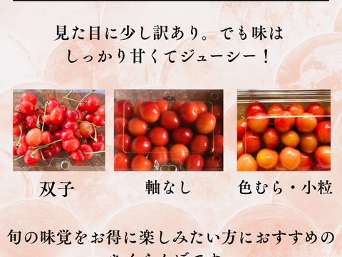 【訳あり】【即日発送】採れたて 甘い さくらんぼ 訳あり 800g 佐藤錦  紅秀峰 秋田県産 サクランボ   家庭用  三関 パック お得 4パック入 さくらんぼ 家庭用