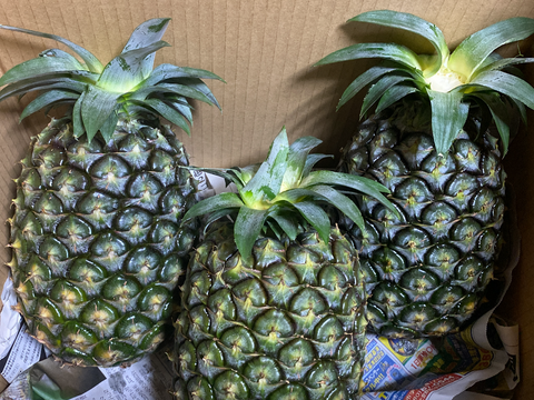石垣島産「ジュワリーパイン」3kg